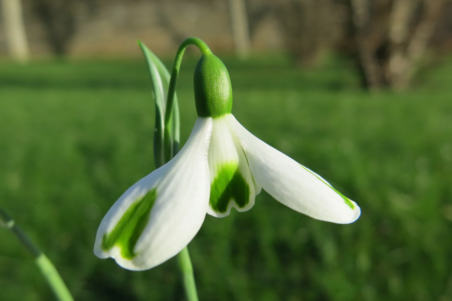 Galanthus plicatus